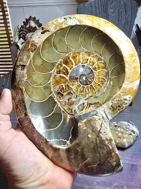Polished Ammonite Fossil Dish